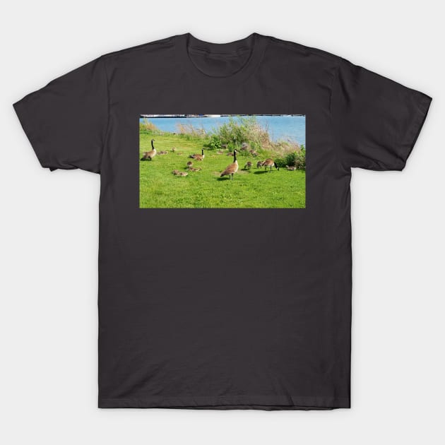 Canada Goose Family Resting On The Grass T-Shirt by BackyardBirder